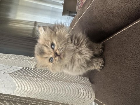 Anne baba şecereli british longhair