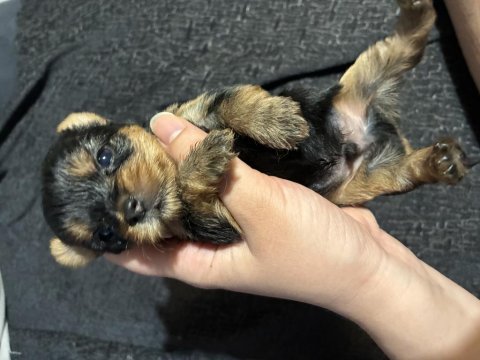 Türkiyede böylesi yok kore yorkshire terrier