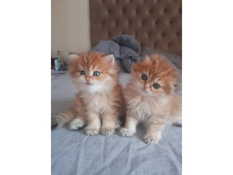 Full şecereli şampiyon ebeveynlere sahip british longhair