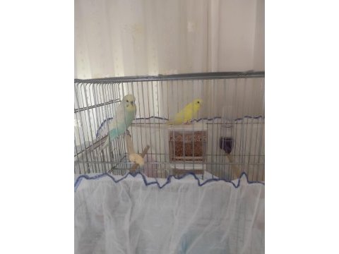 Yeni eş muhabbet kuşu çiftler