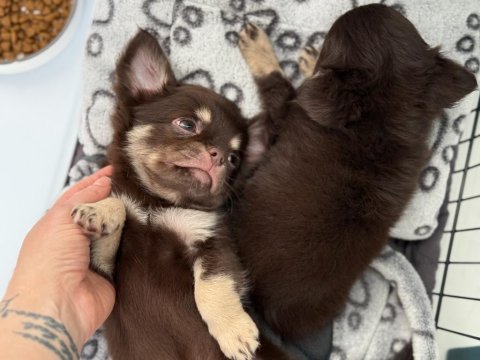 Chihuahua three color erkek yavru