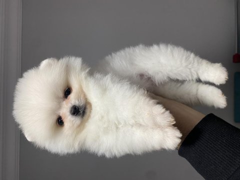 Beyaz pomeranian boo