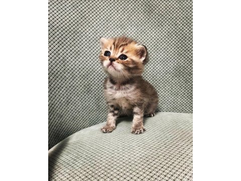 Scottish fold tabby