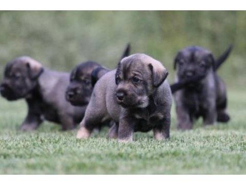Fcı secereli schnauzer yavruları