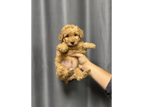 Minik toy poodle bebeleri