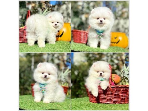 Erkek dişi pomeranian yavrular