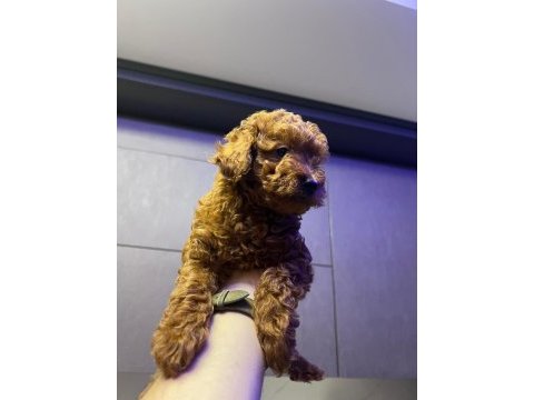 Kore 56 günlük toy poodle dişi ve erkek yuva arıyor