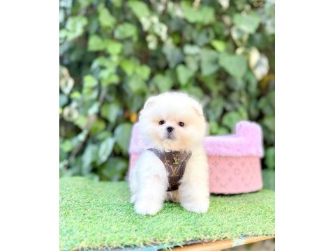 Safkan pomeranian boo yavrularımız