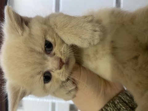 2 aylık british shorthair