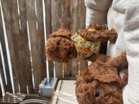Maşallah demeden geçmeyin poodle