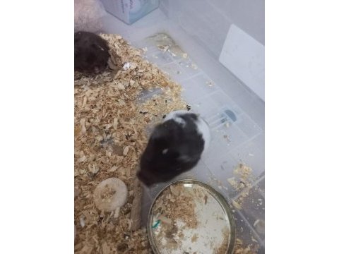 İstanbul içi hamster sahiplendirme
