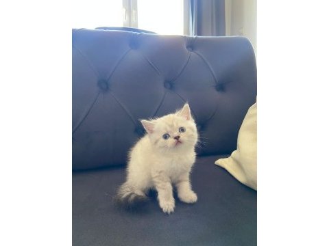 Yavru british shorthair