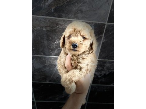 Orjinal maltipoo bebekler