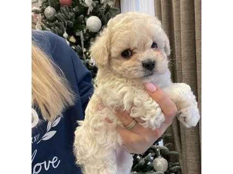 Maltipoo ile evimize neşe katmaya hazır mısınız