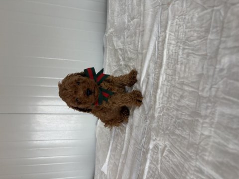 Korekan poodle bebekler