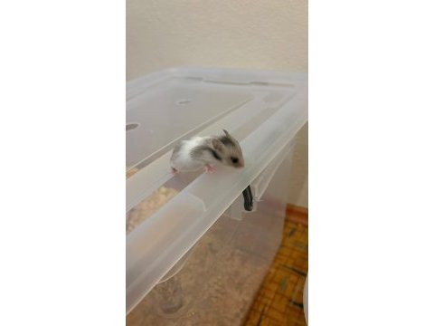 Yavru golden hamster