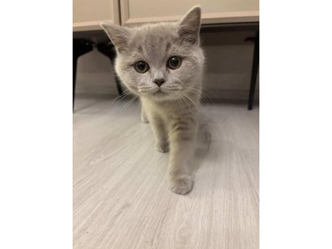 4 aylık safkan british shorthair erkek yavru