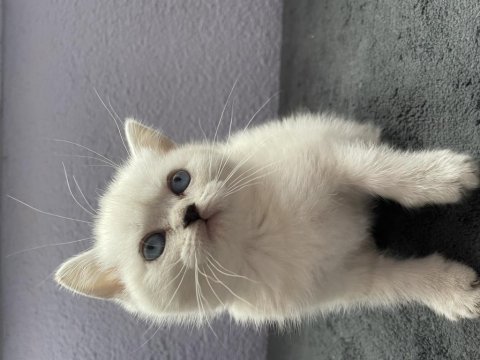 British shorthair yavrularımız