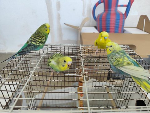 Evcil muhabbet kuşu ve 2 dişi
