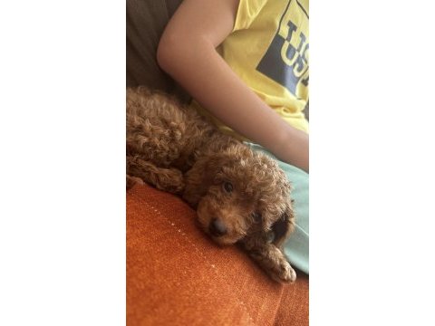 2 aylık toy poodle