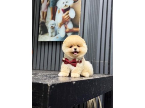Ayıcık surat dişi pomeranian boo