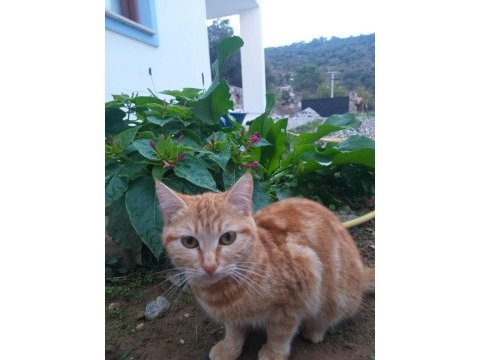 Sarman kedim