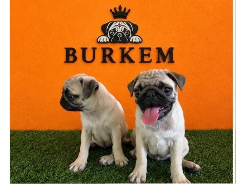 Burkemden a kalite pug yavrular