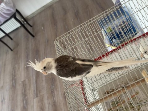 Wf 8 aylık konuşan kızgın sultan papağanı çiftleşir
