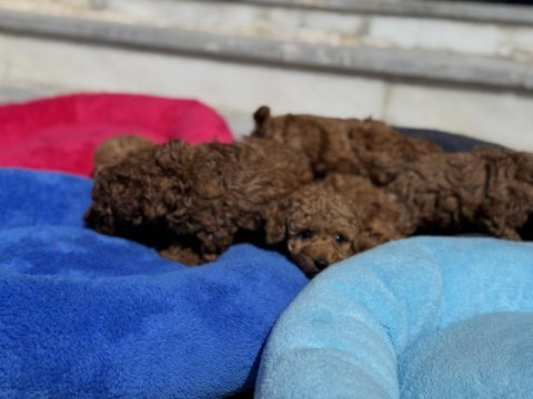 Ankarada ziyarete açık 10 adet toy poodle yavrularımız