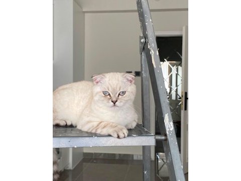 Scottish fold kedisi