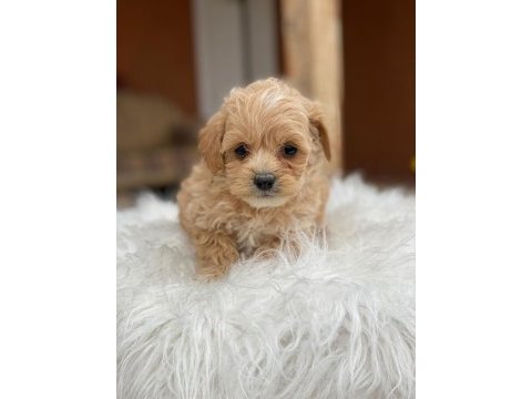 2 aylık sağlıklı maltipoo yavrularımız