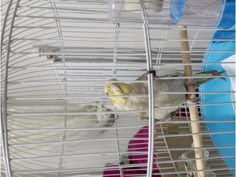Kafesle birlikte sahiplendirmelik yavru sultan papağanı