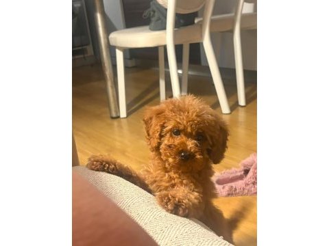 Toy poodle köpekler