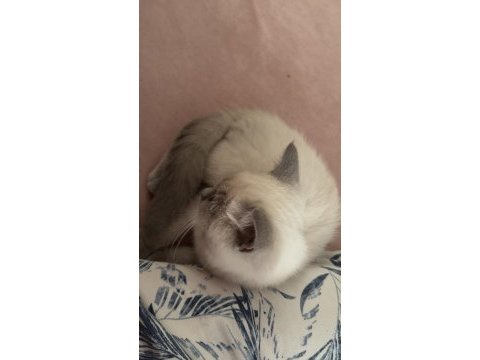 2 aylık british shorthair pasaportlu ve mikroçipi var