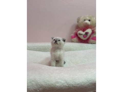 Scottish fold yavrumuz tuvalet egıtımlı