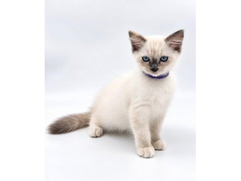 Yavru ragdoll kedilerimiz