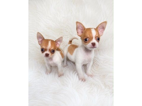Wc eğitimli mini boy chihuahua