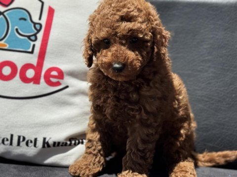 Petmode köpek çiftliğinden redbrown toy poodle