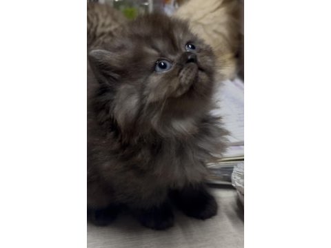 Chinchilla yavru kediler iki aylık