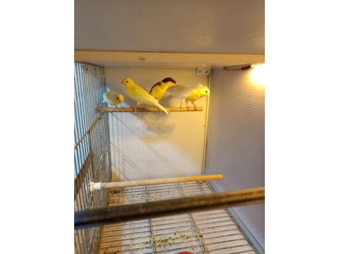 Kanaryalar