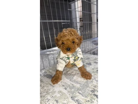 Minik toy poodle