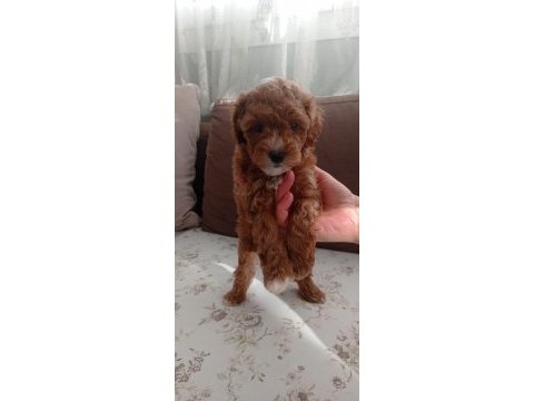 Toy poodle yavru köpekler