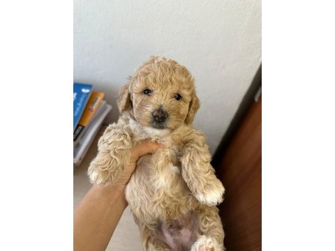 1.5 aylık orjinal maltipoo yavruları