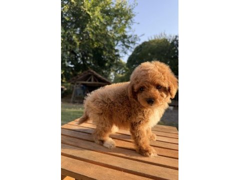 Red maltipoo kızımız