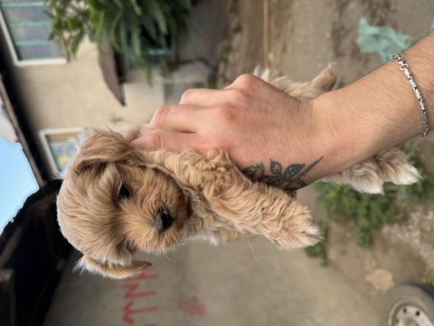 Irk ve sağlık garantili erkek maltipoo