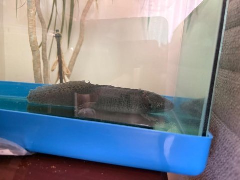 Ücretli axolotl