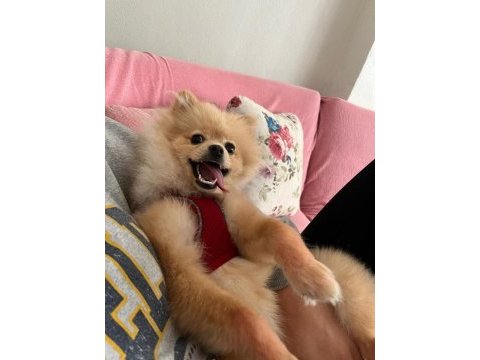 Çok güzel pomeranian dişi 1 yaşında acil
