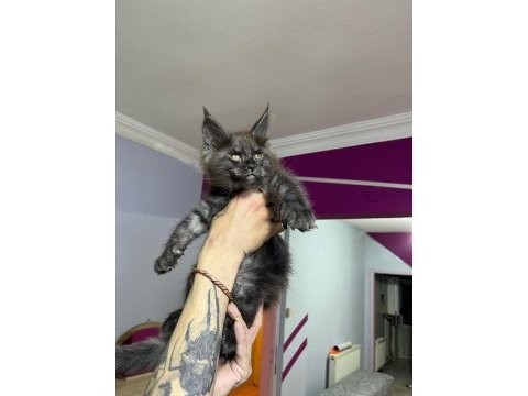 Dev bebekler 2 aylık maine coon yavrular