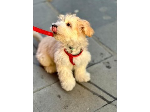 8 aylık erkek maltese terrier lattemizi sahiplendiriyoruz