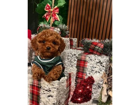 Erkek toy poodle köpeği